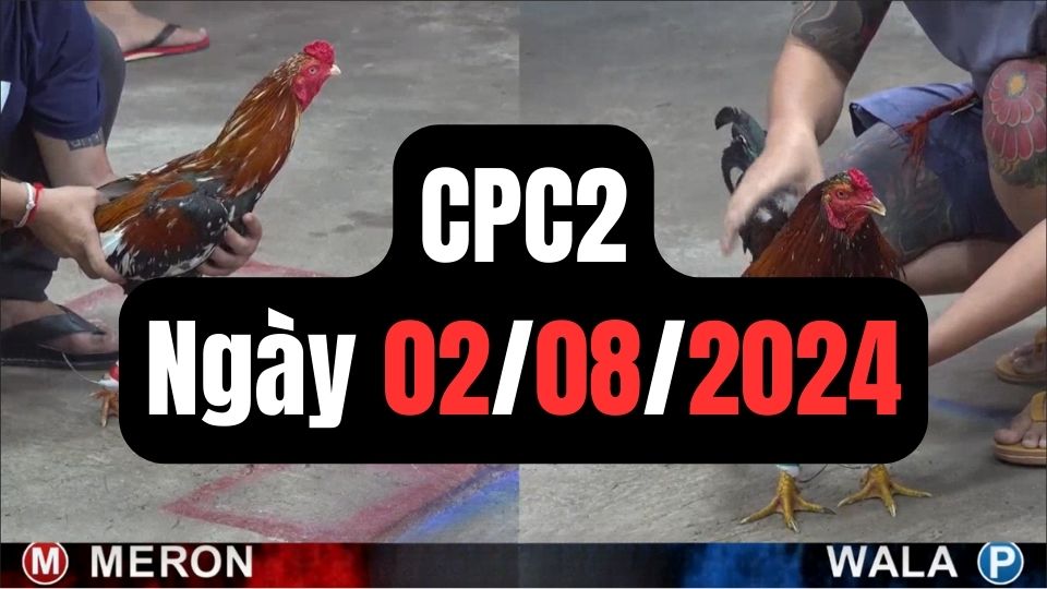 Đá gà thomo CPC2 ngày 02-08-2024